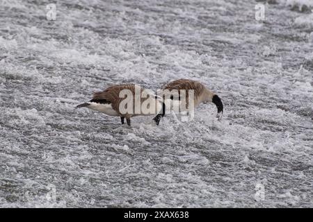 Eton Wick, Großbritannien. Juni 2024. Kanadiengänse ernähren sich von Unkraut an einem Wehr am Jubilee River in Eton Wick, Windsor, Berkshire. Kredit: Maureen McLean/Alamy Stockfoto