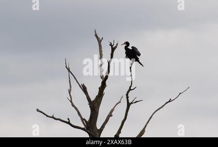 Eton Wick, Großbritannien. Juni 2024. Ein Kormant trocknet seine Flügel auf einem toten Baum neben dem Jubilee River in Eton Wick, Windsor, Berkshire. Kredit: Maureen McLean/Alamy Stockfoto