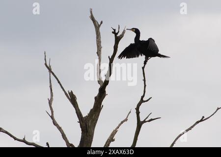 Eton Wick, Großbritannien. Juni 2024. Ein Kormant trocknet seine Flügel auf einem toten Baum neben dem Jubilee River in Eton Wick, Windsor, Berkshire. Kredit: Maureen McLean/Alamy Stockfoto