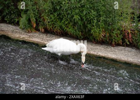 Eton Wick, Großbritannien. Juni 2024. Ein stummer Schwan ernährt sich von Unkraut an einem Wehr am Jubilee River in Eton Wick, Windsor, Berkshire. Kredit: Maureen McLean/Alamy Stockfoto