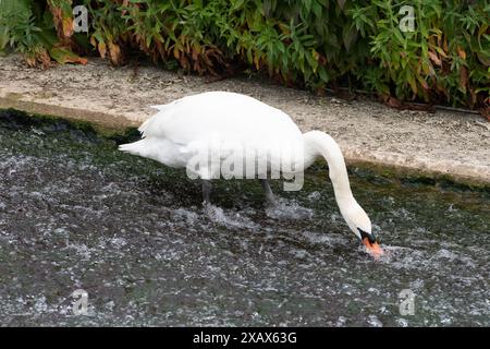 Eton Wick, Großbritannien. Juni 2024. Ein stummer Schwan ernährt sich von Unkraut an einem Wehr am Jubilee River in Eton Wick, Windsor, Berkshire. Kredit: Maureen McLean/Alamy Stockfoto