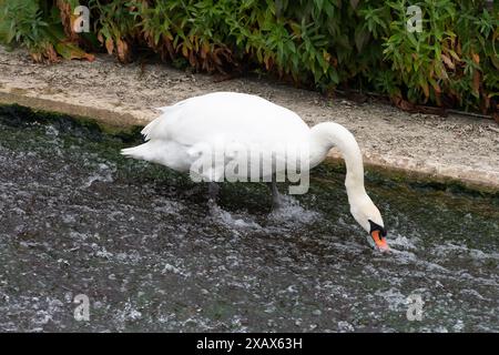 Eton Wick, Großbritannien. Juni 2024. Ein stummer Schwan ernährt sich von Unkraut an einem Wehr am Jubilee River in Eton Wick, Windsor, Berkshire. Kredit: Maureen McLean/Alamy Stockfoto