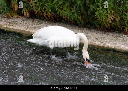 Eton Wick, Großbritannien. Juni 2024. Ein stummer Schwan ernährt sich von Unkraut an einem Wehr am Jubilee River in Eton Wick, Windsor, Berkshire. Kredit: Maureen McLean/Alamy Stockfoto