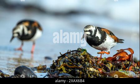 Ruddy Turnstones (Arenaria interpres) auf der Suche nach Essen in Ytri Tunga, Snæfellsnes Halbinsel, im Westen Islands im Mai. Stockfoto