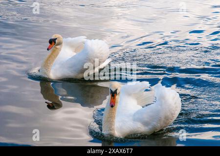 Schwäne auf der Serpentine im Hyde Park, London, England Stockfoto