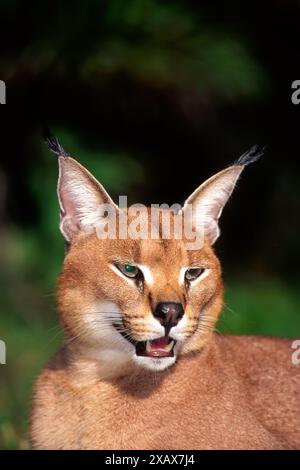 Porträt eines Karakals, Felis Karacal. Stockfoto