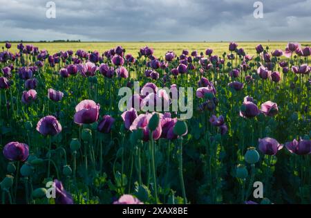 Lila Mohnblumen (Papaver somniferum) blühen auf einem Feld, einer landwirtschaftlichen Nutzpflanze, vor dem Hintergrund eines blauen bewölkten Himmels. Stockfoto