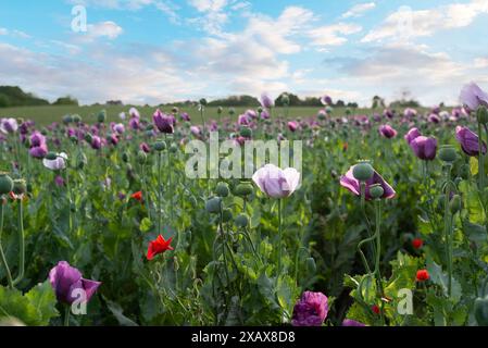 Ein Feld von Opiummohn (Papaver somniferum) an einem sonnigen Tag mit Wolken im Hintergrund. Stockfoto