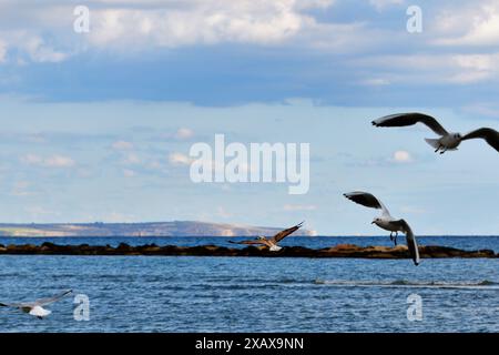 Foto in Larnaka, Zypern, zeigt 4 Vögel mit Fokus auf den zweiten Vogel von links und eine geringe Tiefe des Feldes Stockfoto