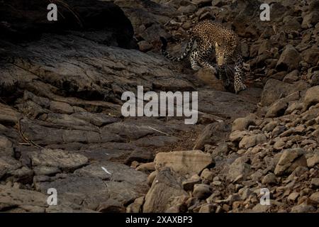 Indische Leoparden jagen in Ranthambore Stockfoto