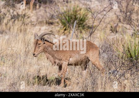 Weibliche Barabary Dickhornschafe im carlsbad Cavern Nationalpark Stockfoto