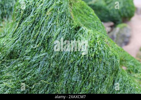 Ein Nahfoto von grünem Algen auf Felsen an einem Sandstrand Stockfoto