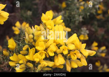Ein Nahfoto von gelben Ginsterblüten Stockfoto