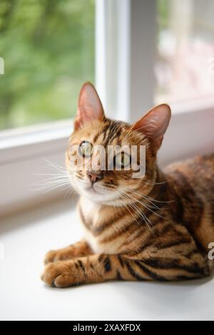 Schöne bengalische Katze mit hellen Markierungen sitzt auf der Fensterbank und schaut in die Kamera. Unschärfe und selektiver Fokus Stockfoto