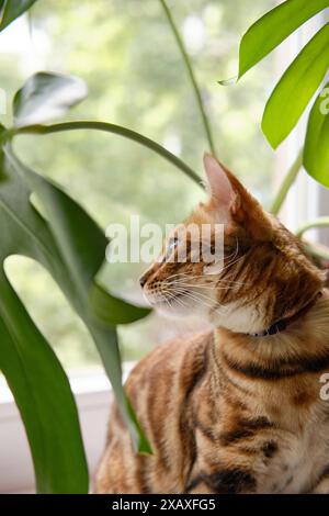 Schöne bengalische Katze mit hellen Markierungen sitzt auf einer Fensterbank zwischen Monsterablättern Stockfoto