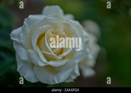 Üppige bunte Rosenblume aus nächster Nähe Stockfoto