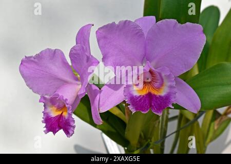 Orchideen im Gewächshaus, Rio, Brasilien Stockfoto