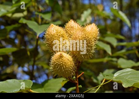 Junge Achiotenfrüchte am Baum (Bixa orellana), Rio de Janeiro, Brasilien Stockfoto