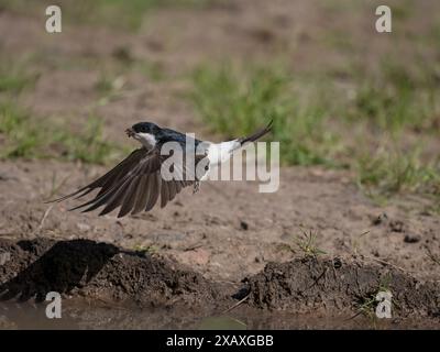 House martin, Delichon urbicum, Schlammsammlungen in Puddle, Warwickshire, Juni 2024 Stockfoto