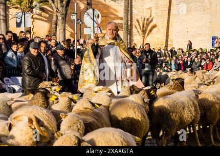 Segen der Tiere am Tag des Heiligen Antonius, „Beneides de Sant Antoni“, Muro, Mallorca, Balearen, Spanien Stockfoto