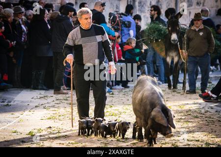 Segen der Tiere am Tag des Heiligen Antonius, „Beneides de Sant Antoni“, Muro, Mallorca, Balearen, Spanien Stockfoto