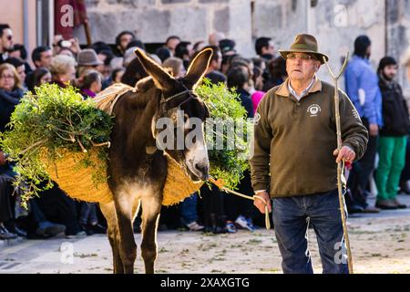 Segen der Tiere am Tag des Heiligen Antonius, „Beneides de Sant Antoni“, Muro, Mallorca, Balearen, Spanien Stockfoto