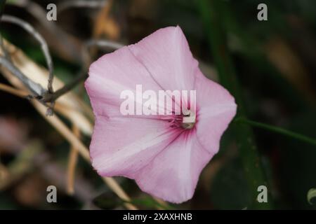 Malve Kriechglockenblume (Convolvulus althaeoides) als Purgativ in der Naturmedizin, Alcoy, Spanien Stockfoto