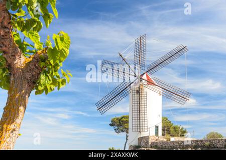 Wunderschöne weiße Windmühle mit einem schwarzen Dach vor dem Hintergrund des Himmels und Palmblättern. Mahon auf der Insel Menorca in Spanien, historisches Archit Stockfoto