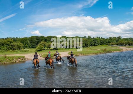 Abkühlung im Fluss Ewenny bei Ogmore Castle in der Nähe von Bridgend South Wales nach einer langen Fahrt an einem heißen Sommermorgen heute ( Dienstag, 23.6/15). Pferde überqueren den Fluss. Stockfoto