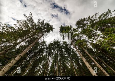 Niedrige Perspektive, Blick auf Baumspitzen, bewölkter Himmel Stockfoto