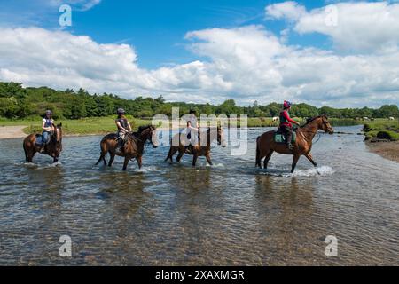 Abkühlung im Fluss Ewenny bei Ogmore Castle in der Nähe von Bridgend South Wales nach einer langen Fahrt an einem heißen Sommermorgen heute ( Dienstag, 23.6/15). Die Fahrer machen einen kühlen Spaziergang im Fluss, während sie nach einer Fahrt am Morgen im Vale of Glamorgan zu den Ogmore Farm Riding Stables zurückkehren. Stockfoto