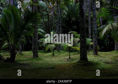 Wunderschöne und exotische Bäume im Terra Nostra Park, Insel Sao Miguel, Portugal Stockfoto