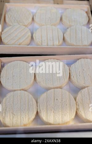 Rocamadour oder zarte Weichziege AOC-Käse mit weicher Rinde, hergestellt auf dem Bauernhof in Perigord und Quercy auf dem Bauernmarkt, Departement Partie in Frankreich Stockfoto