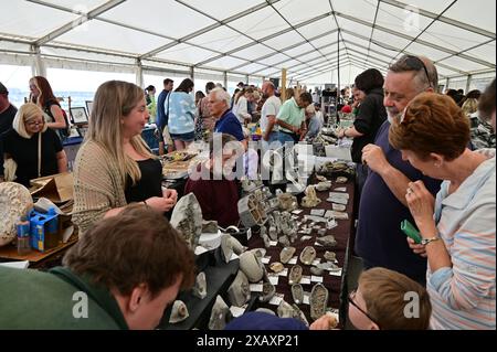 Devon, Großbritannien. Juni 2024. Touristen und Besucher sehen Fossilien in den Paläoart-Werkstätten in Lister Gardens in Lyme Regis East Devon. Bildnachweis: Robert Timoney/Alamy Live News Stockfoto