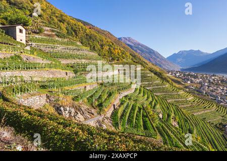 Sonnenlicht in den Weinbergen im Herbst, Bianzone, Valtellina, Lombardei, Italien, Europa Stockfoto