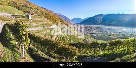 Sonnenlicht in den Weinbergen im Herbst, Bianzone, Valtellina, Lombardei, Italien, Europa Stockfoto