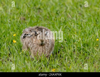 Brown Hare, Orkney, Schottland Stockfoto