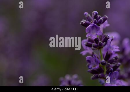 Lavendel Blüte Stockfoto