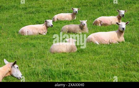 Eine kleine Schaf- und Lämmerherde, die die Sonne auf einem grasbewachsenen Feld in Somerset UK genießt Stockfoto
