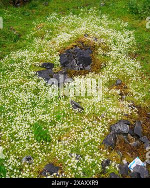 Moosbewachsene Saxifraga hypnoides in der Höhe in Herbert's Quarry oder Black Mountain Steinbrüchen in den westlichen Brecon Beacons in Südwales Großbritannien Stockfoto