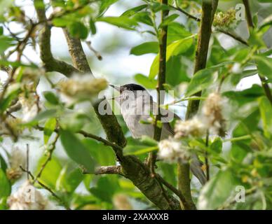 Blackcap Sylvia atricapilla singt von einem Baum in den Somerset Levels UK Stockfoto