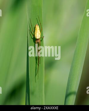 Silver Stretch Spider Tetragnatha montana Weibchen eine Art von Langzackkugelwebern auf Schilfblättern in den Somerset Levels UK Stockfoto
