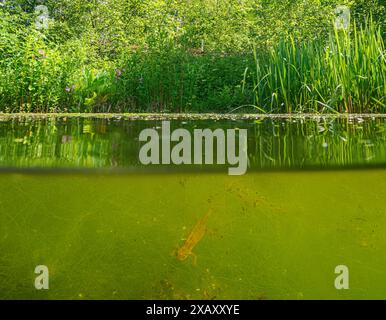 PALMATE oder Common Newt Lissotriton helveticus ein kleiner Teich in Somerset UK Stockfoto