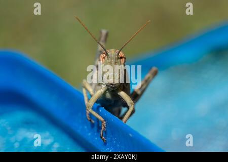 Nahaufnahme der Nymphe Anacridium aegyptium auf blauem und grünem Hintergrund Stockfoto