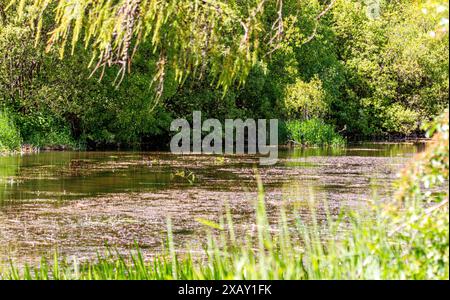 Die Trottick Mill Ponds mit ihrem Wildlife and Nature Reserve in Dundee bilden wunderschöne Reflektionen der Sommersonne auf ihren Teichen in Schottland Stockfoto