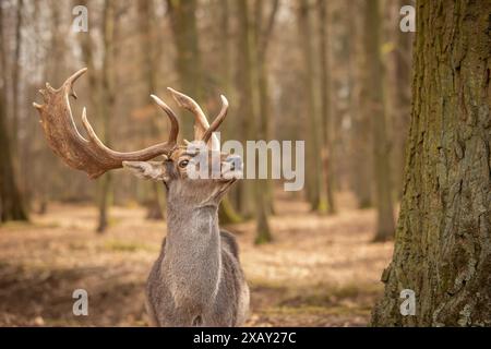 Nahaufnahme Porträt des europäischen Damhirsches im Forest Park. Wunderschöner Buck mit Geweih draußen. Geringe Tiefe des Tierfeldes in der Tschechischen Republik. Stockfoto