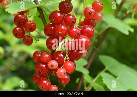 Hellrote Johannisbeeren am Busch Stockfoto