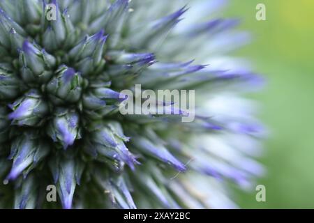 Schöne Blume einer blauen Globus Distele vor einem hellgrünen Hintergrund Stockfoto