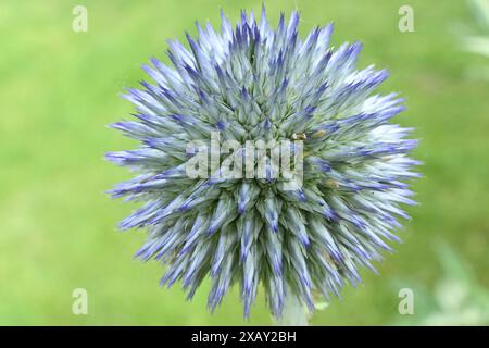 Schöne Blume einer blauen Globus Distele vor einem hellgrünen Hintergrund Stockfoto