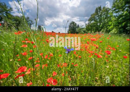 Blühende Mohnblumen (Papaver rhoeas), vor einer Kornblume (Centaurea cyanus) auf einem Feld, Bayern, Deutschland Stockfoto
